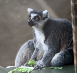 Lemur